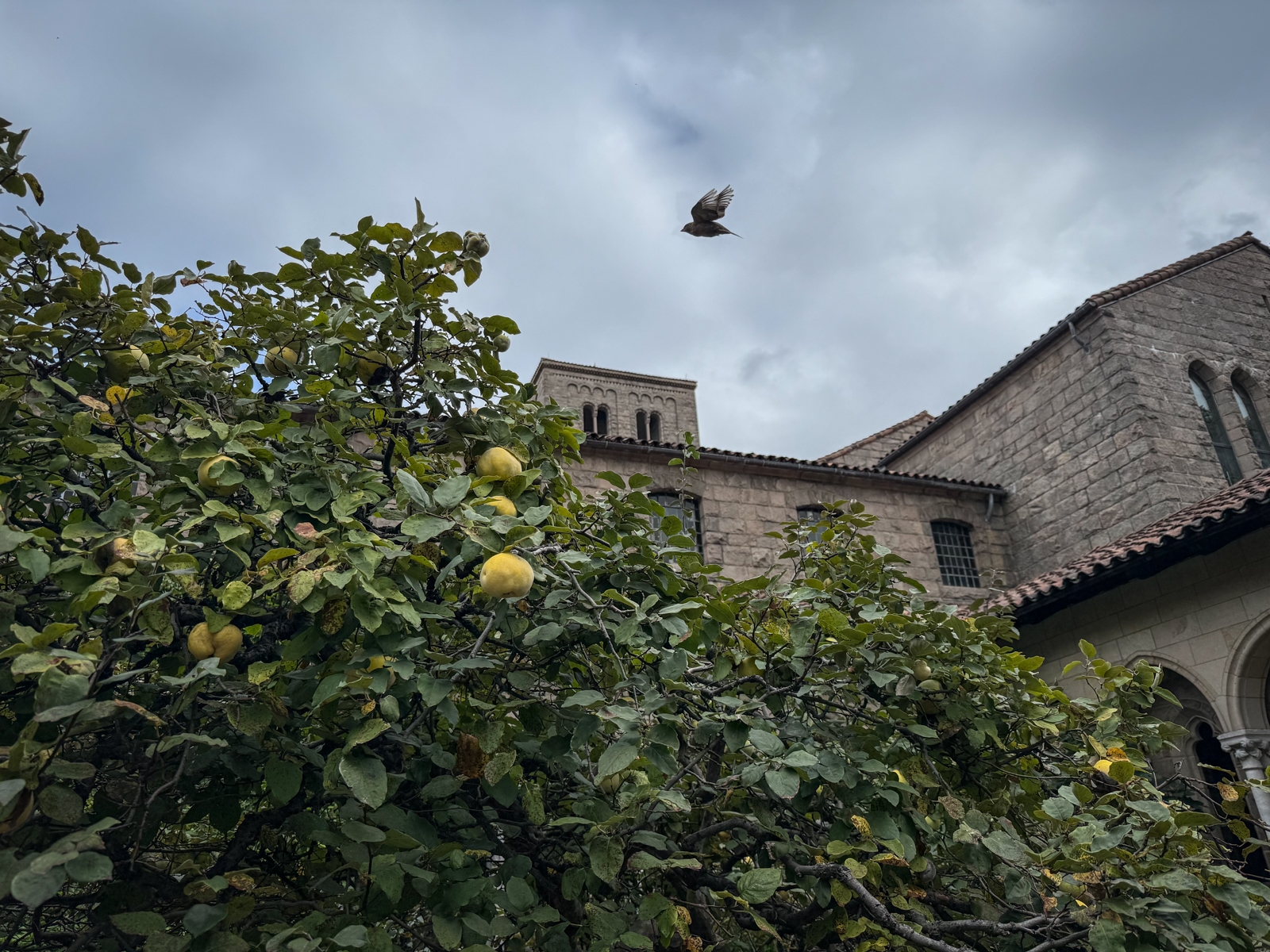 A small bird flies over a quince tree heavy with yellow fruit, beneath a gray sky and a stone medieval-style tower.
