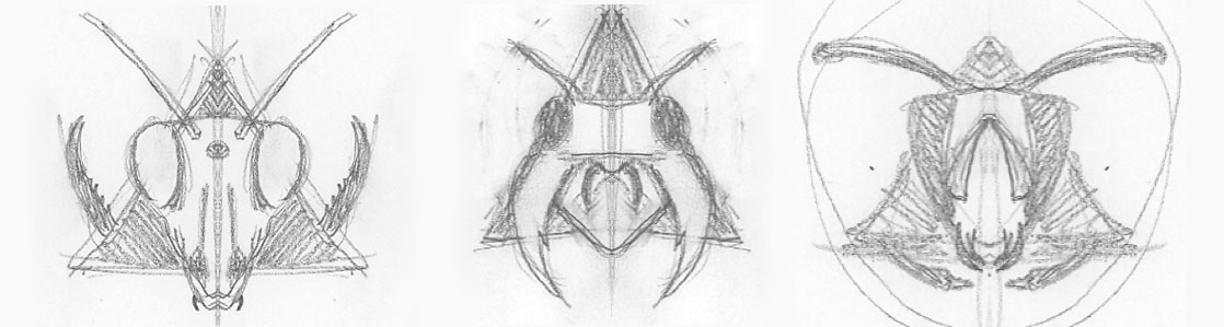 This image shows three pencil sketches of insect head designs, arranged side by side. Each sketch features symmetrical, stylized depictions of insects, with distinct mandibles, antennae, and other detailed facial features. The left sketch has long, curved antennae and sharp mandibles, while the middle sketch emphasizes large pincers or fangs. The right sketch includes wide, arching antennae and intricate details around the face and thorax. The rough, hand-drawn lines give the designs a dynamic and organic feel, highlighting the artist's process of exploring different insect forms.