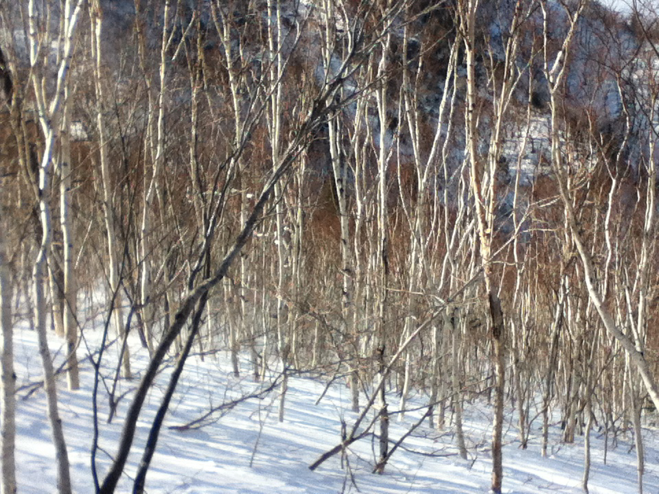 This image depicts a wintry forest scene with slender trees, possibly birches, standing tall amidst the snow-covered ground. The white bark of the trees blends harmoniously with the snow, while their thin, dark branches stretch upward and crisscross, creating a delicate pattern. The sunlight filtering through the trees casts soft shadows on the snow, adding contrast and depth to the image. The landscape has a serene and quiet atmosphere, evoking the stillness of a cold winter day in a remote woodland. The scene feels tranquil, almost untouched, with the natural beauty of the forest highlighted by the snow.