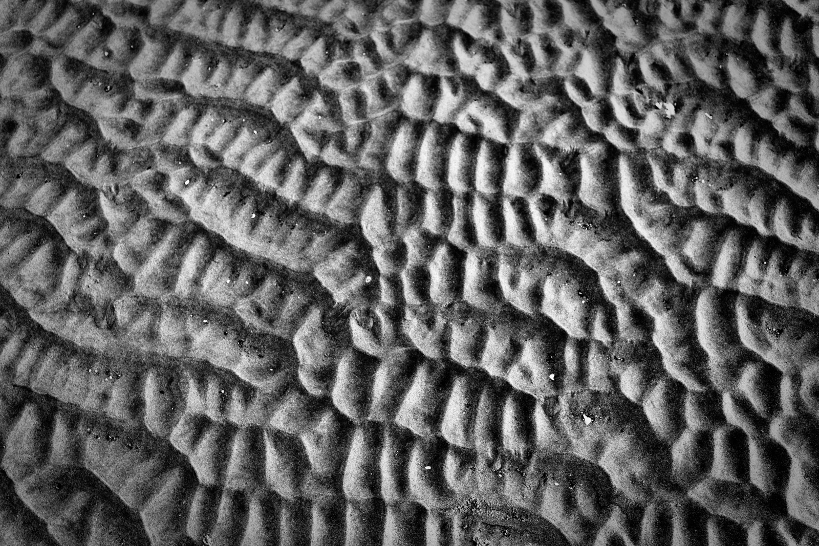 This black-and-white image captures the intricate, textured patterns created by ripples in sand. The wavy ridges appear to have been shaped by wind or water, giving the surface an organic and dynamic feel. The interplay of light and shadow accentuates the depth and contours of the ripples, highlighting the natural beauty of the shifting patterns. The monochromatic tones add a timeless quality to the image, focusing attention on the texture and form rather than color. This close-up view of sand transforms a simple natural element into an abstract, almost sculptural visual experience.
