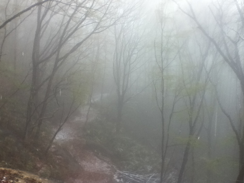 This image captures a misty forest scene, where fog envelops the trees and softens the landscape. The bare and sparsely-leaved trees fade into the thick mist, creating an ethereal and mysterious atmosphere. A narrow path winds through the forest, partially visible as it disappears into the fog. The soft lighting and the muted colors of the forest floor—along with the damp, mist-laden air—give the scene a quiet, almost haunting stillness. The image evokes a sense of solitude and introspection, as if one is walking through an isolated, dreamlike woodland.