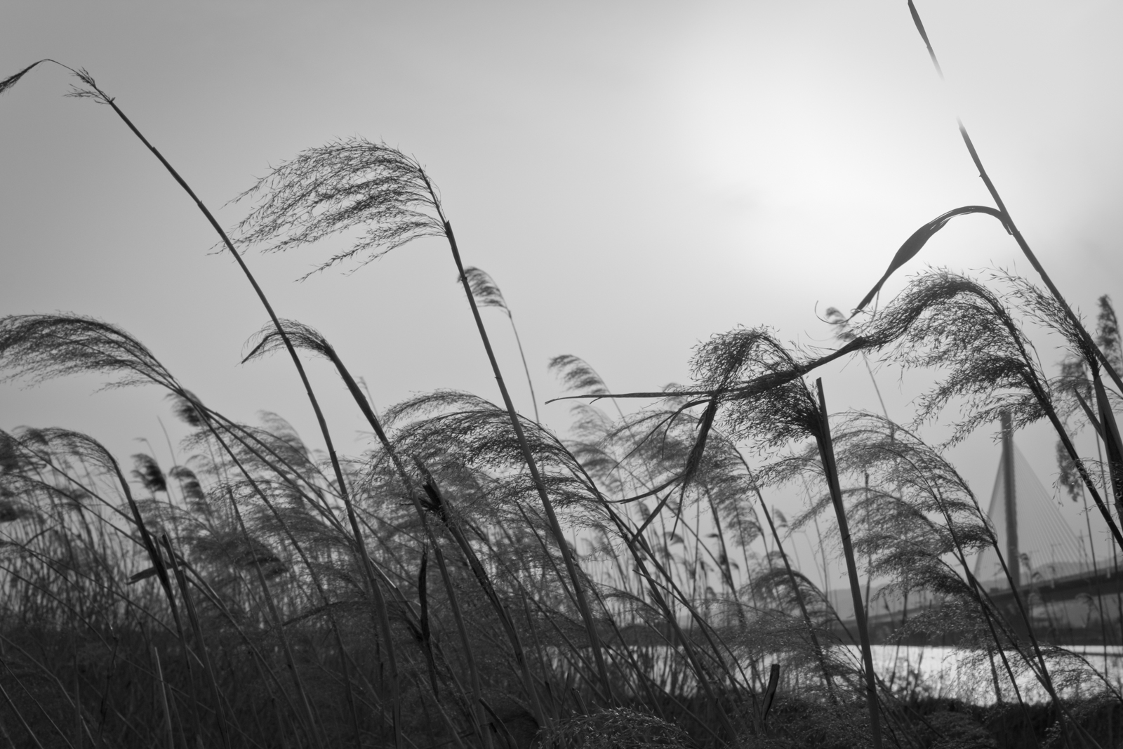 A black-and-white photograph of tall, swaying grass or reeds, bending in the wind against the backdrop of a bright sky. In the distance, the silhouette of a bridge is visible, giving the image a sense of connection between nature and human-made structures.