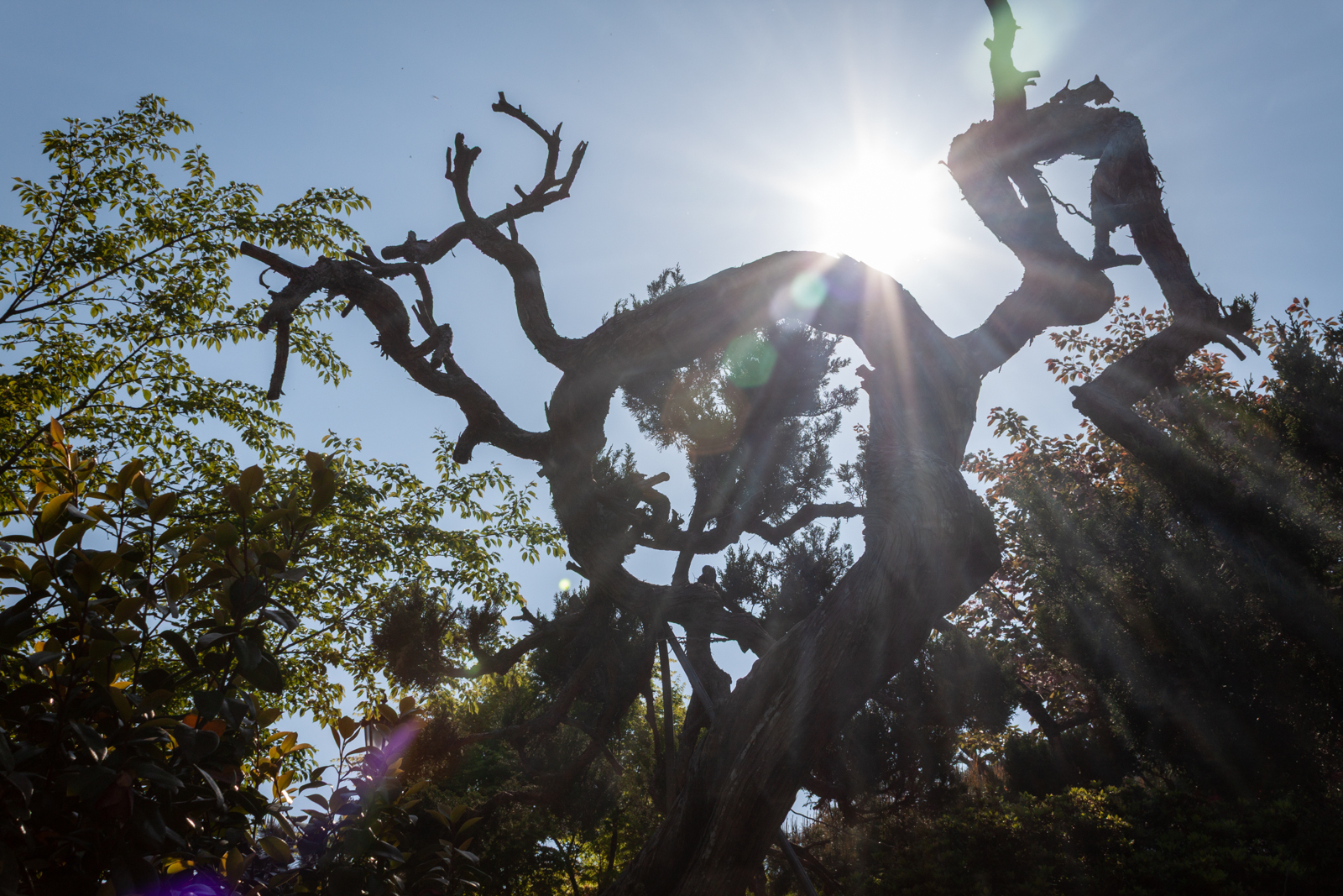 A dramatic silhouette of a twisted, gnarled tree with bare branches set against a bright sky, the sun creating a glowing halo behind it, casting sunbeams through the branches.