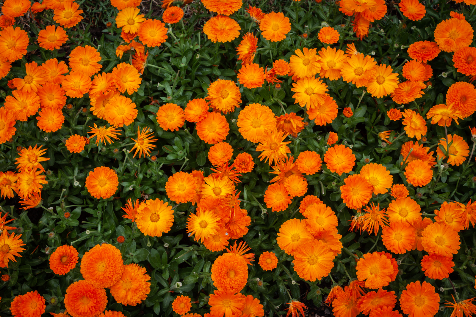 A top-down view of bright orange flowers growing in a dense cluster.