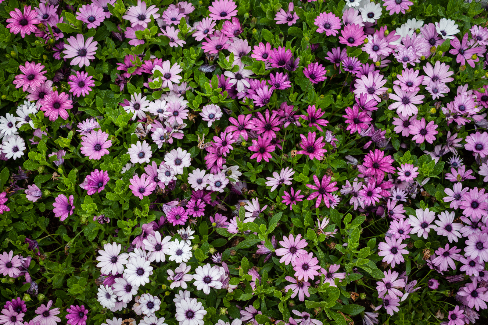 A close-up of a cluster of purple, pink, and white flowers blooming amidst green foliage.