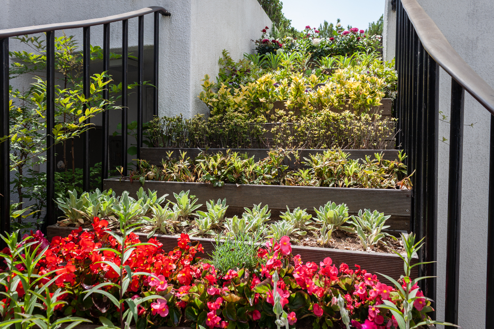A staircase adorned with tiered flower beds, blooming with vibrant red and pink flowers and leafy green plants.