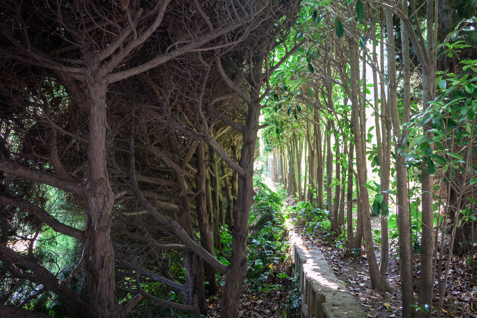 A narrow path lined with dense trees and shrubs on both sides, with sunlight filtering through the branches.