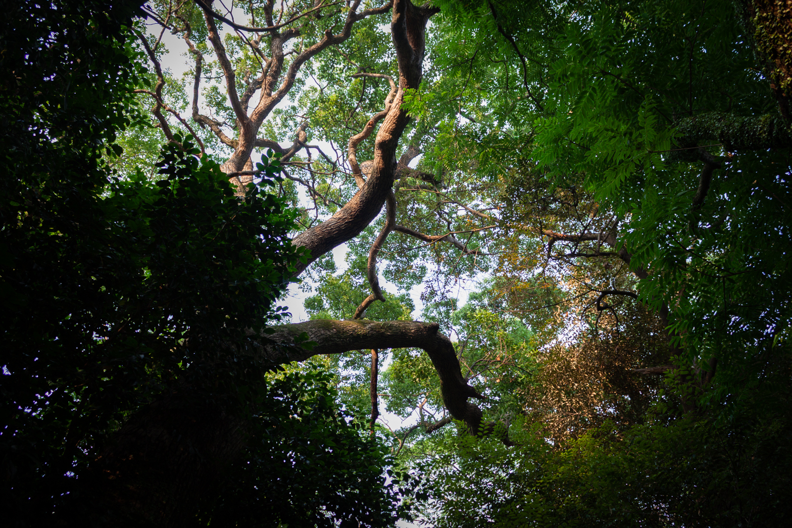 Looking up at the canopy of tall trees with sprawling, twisted branches framed by dense green foliage, creating a peaceful view of the sky through the leaves.