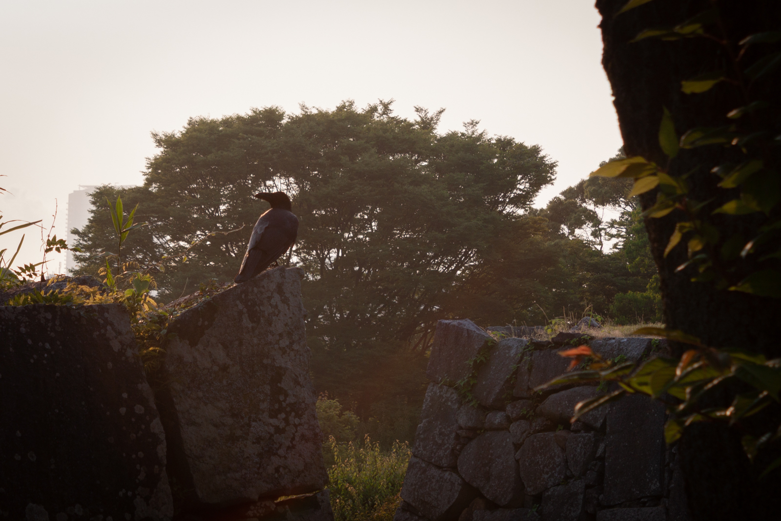 A crow perched on a large stone at sunset, with trees silhouetted against the light in the background.