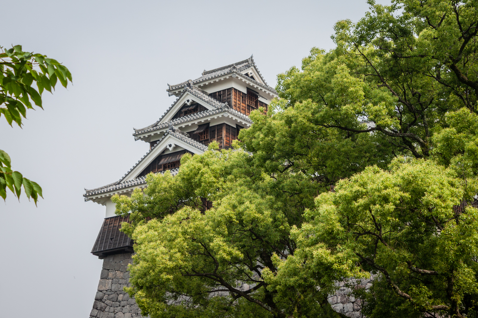 A Japanese castle tower with its iconic white and dark tiled roof, partially obscured by vibrant green trees in the foreground.