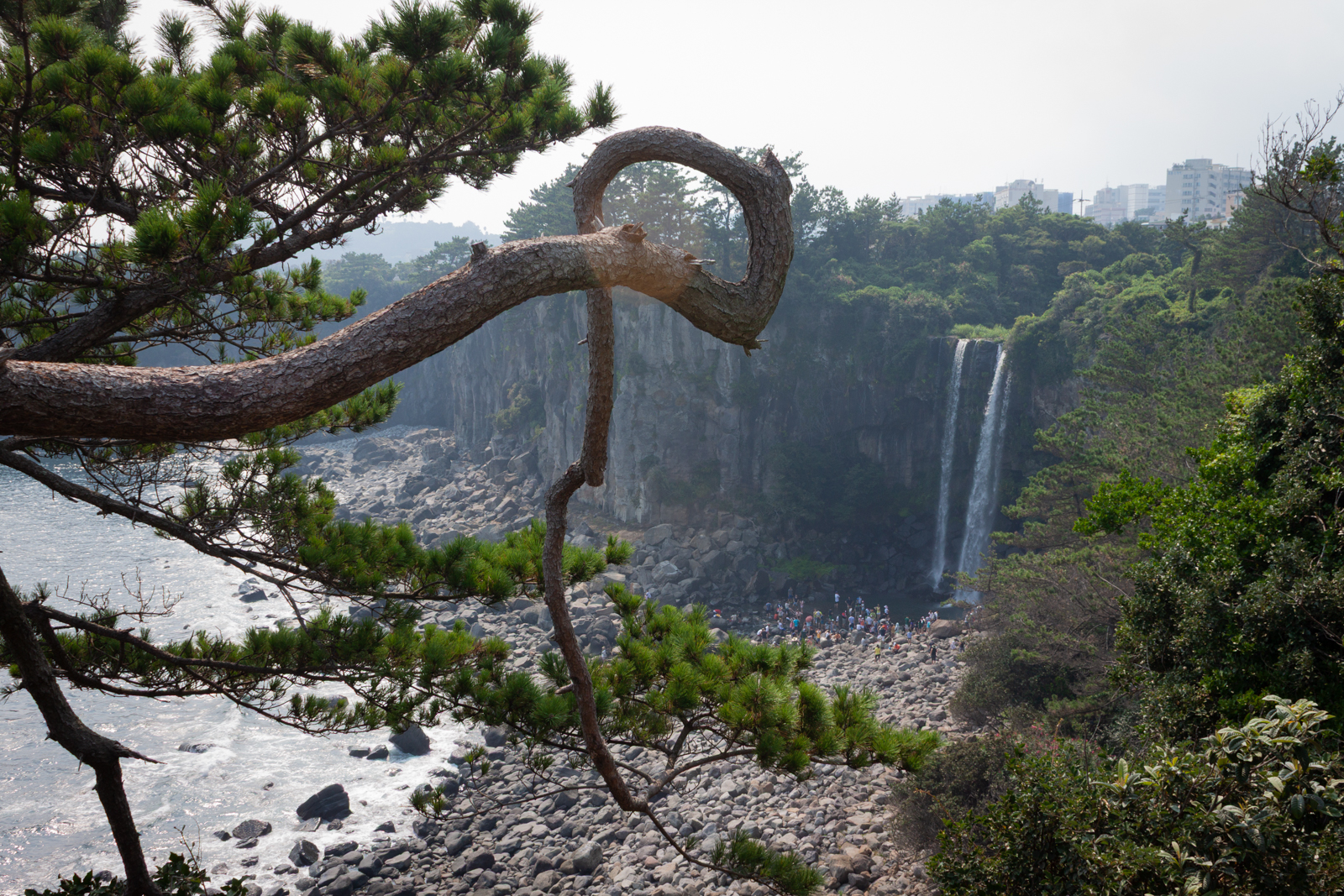 A scenic coastal view featuring a distant waterfall framed by the curving branch of a pine tree, with rocky cliffs and greenery in the background.