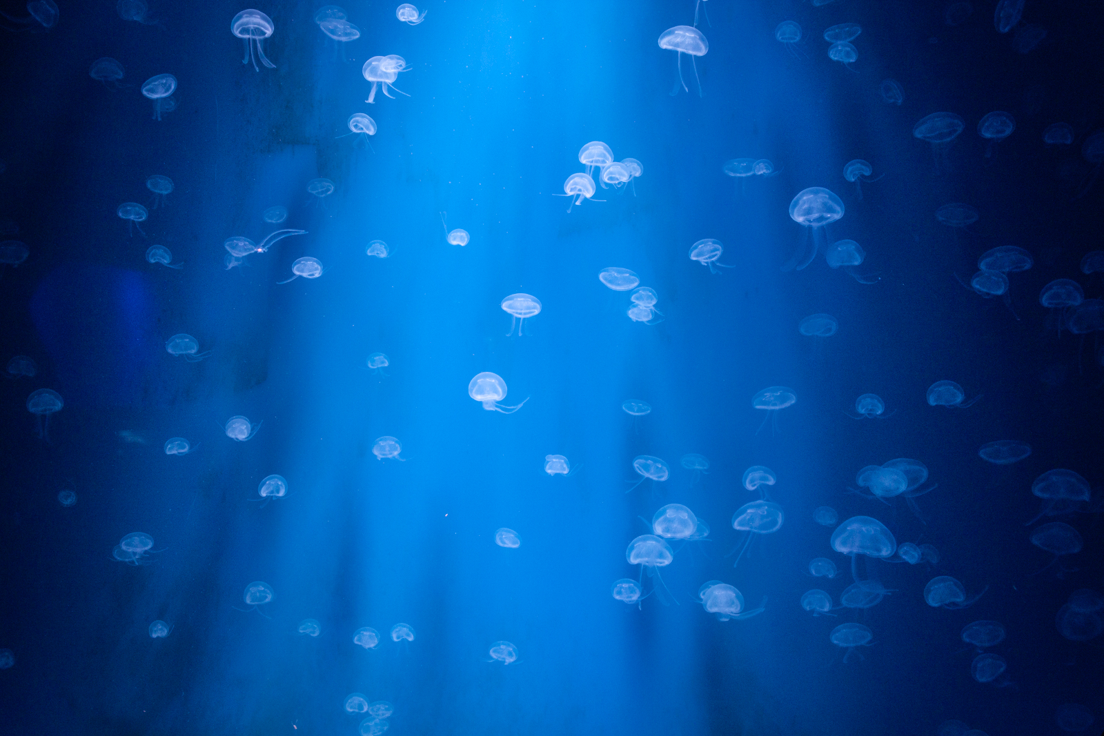 A school of translucent jellyfish floating gracefully in deep blue water. The light beams from above enhance their delicate forms, giving the scene an ethereal glow.