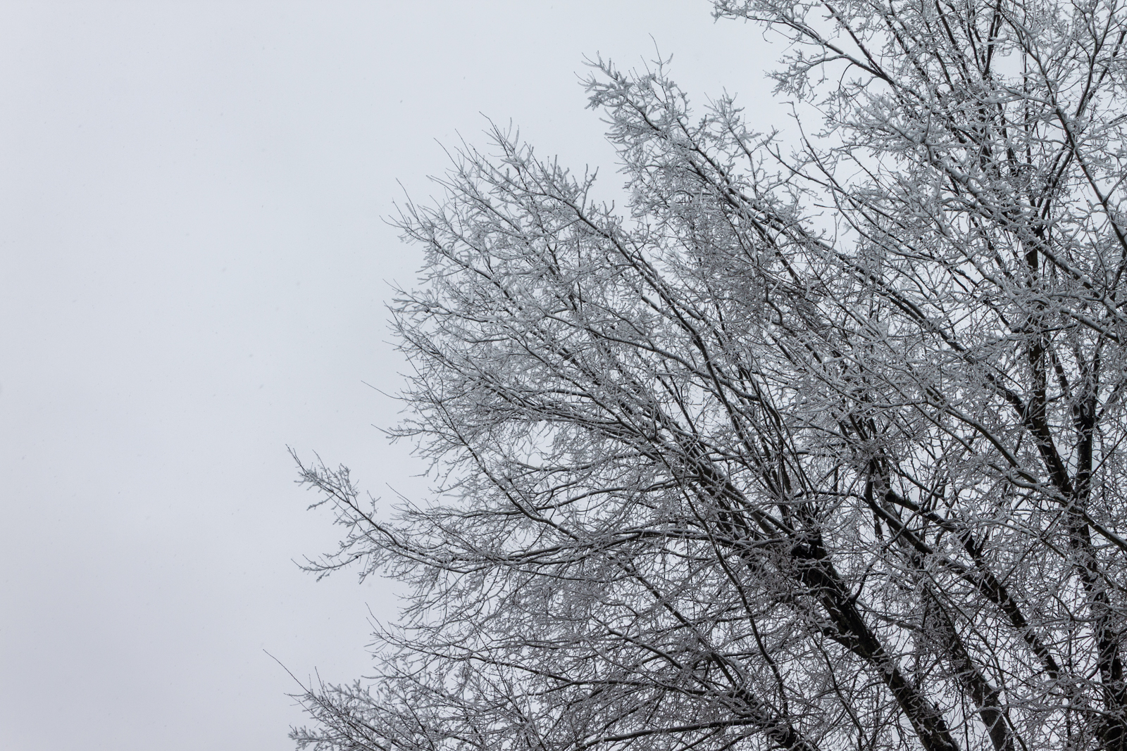 The upper branches of a tree covered in a light layer of snow and frost, standing out against the pale, overcast sky. The intricate patterns of the branches create a delicate winter scene.