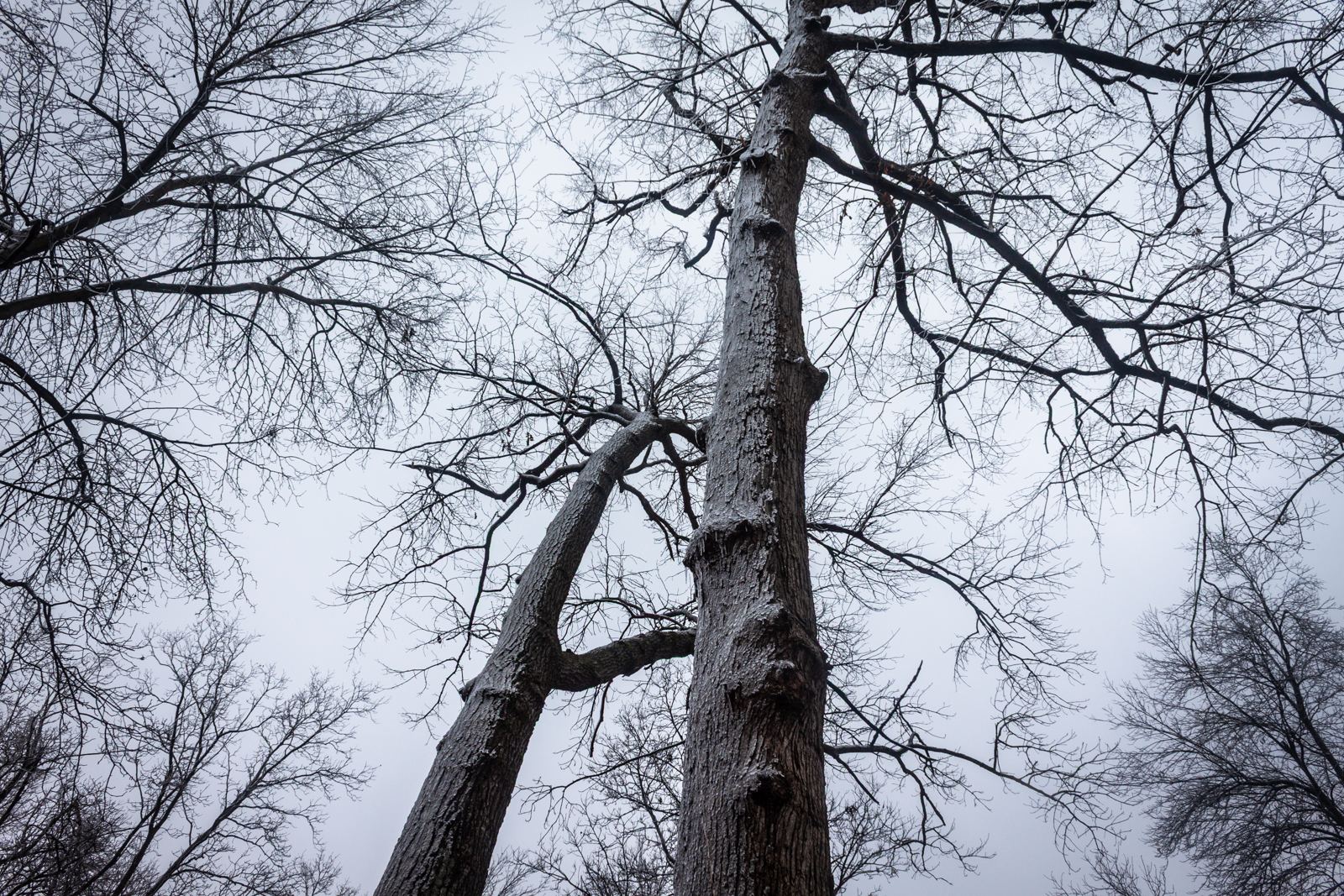 Looking up at tall, bare trees in the wintertime, their branches reaching into the overcast sky. The perspective emphasizes the towering height of the trees, with their leafless limbs creating a web-like pattern against the gray backdrop.