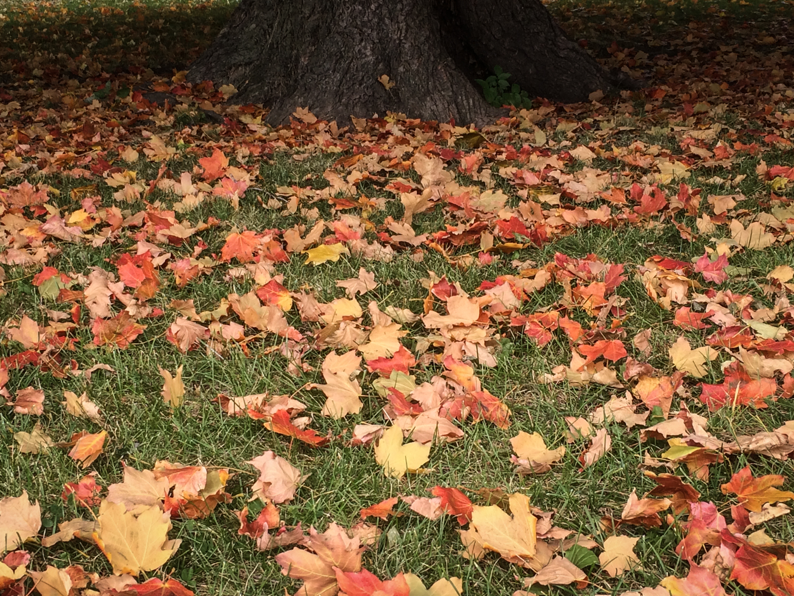 Colorful fallen autumn leaves scattered on green grass around the base of a large tree trunk.
