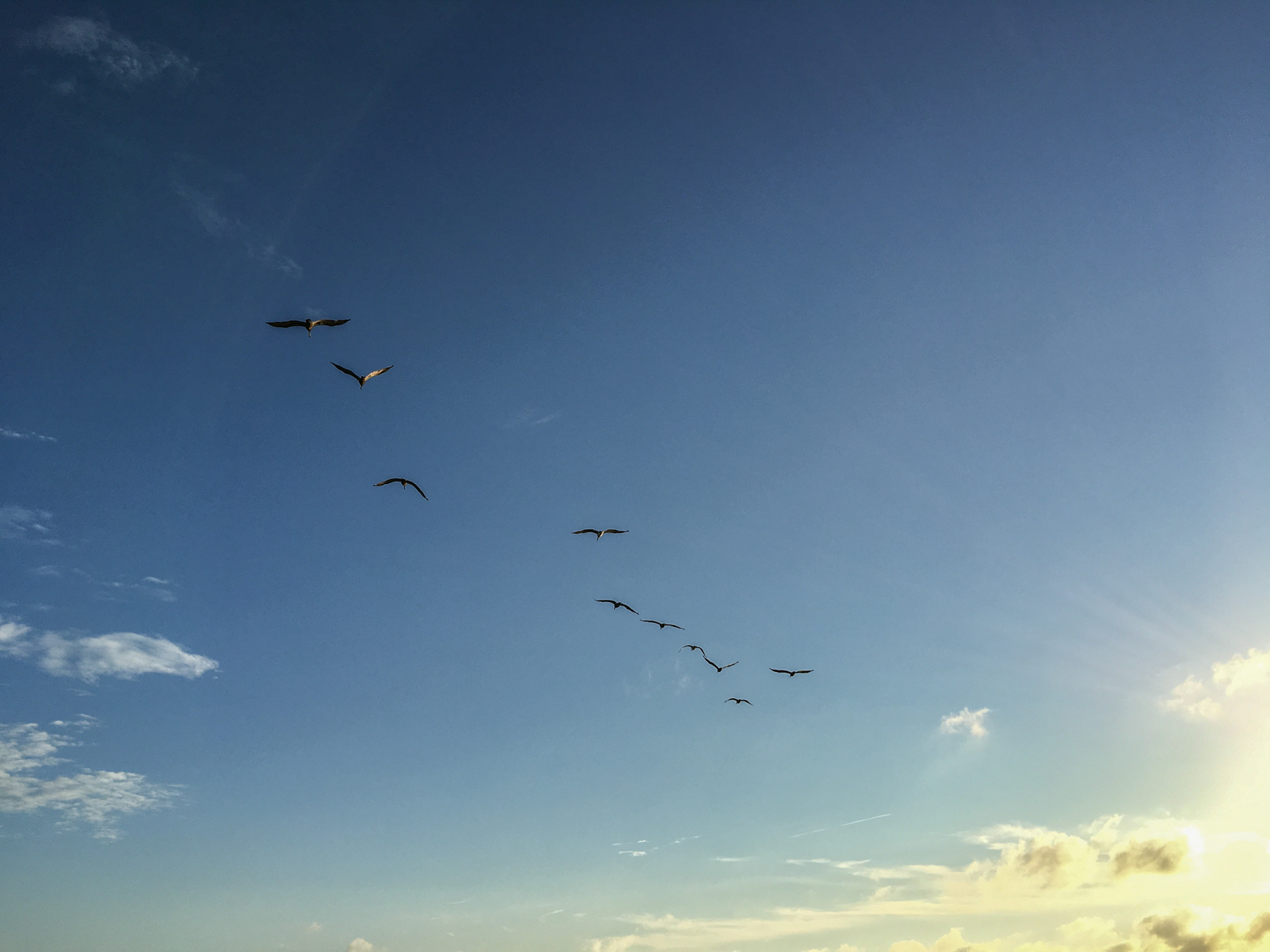 A flock of birds flying in formation across a clear blue sky during sunset. The sun’s rays are visible in the bottom right corner, casting a warm glow over the horizon with a few clouds scattered in the sky.