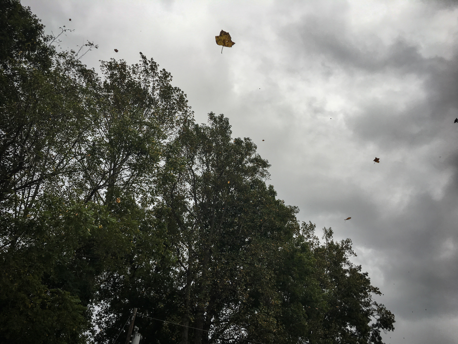 Dark, overcast sky with gusts of wind carrying scattered autumn leaves through the air. The tops of trees sway beneath the gray clouds, emphasizing the windy and stormy atmosphere.
