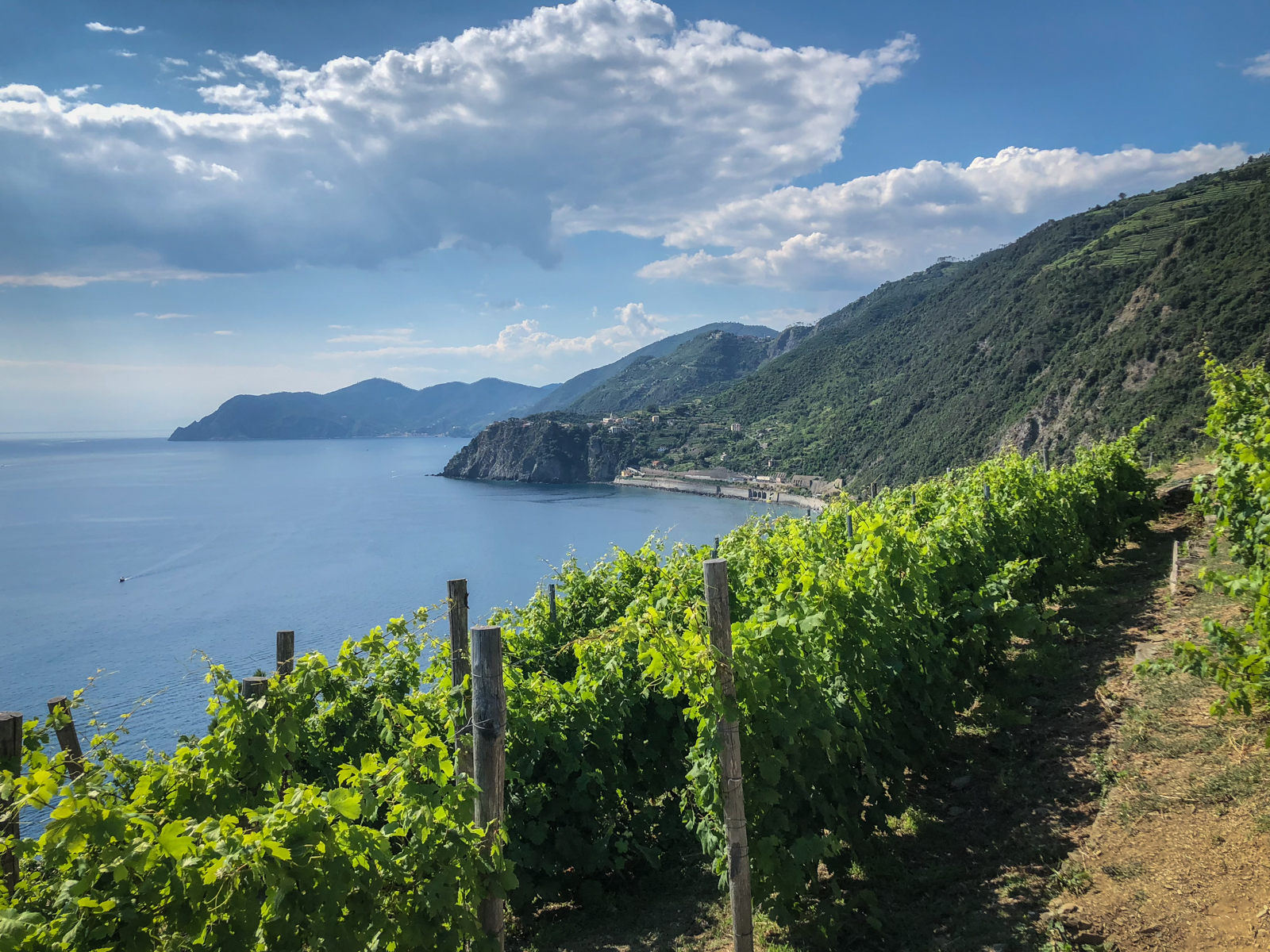 A beautiful vineyard in the foreground, with grapevines stretching towards the horizon. The backdrop of the image includes the sea and distant mountains under a vibrant sky.