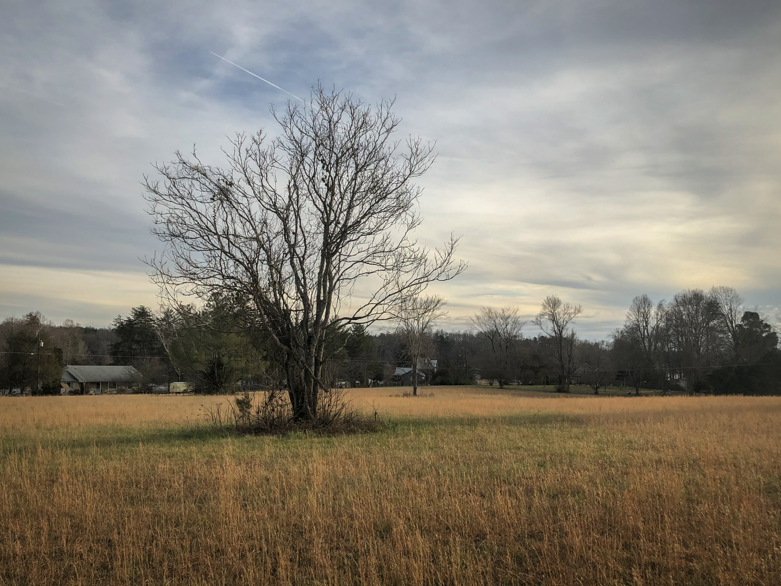 A quiet rural field with tall, dry grass and a single, leafless tree standing in the middle. The sky is overcast, with soft clouds stretching across the horizon. In the distance, trees and small houses can be seen, adding to the calm, peaceful atmosphere of the countryside.