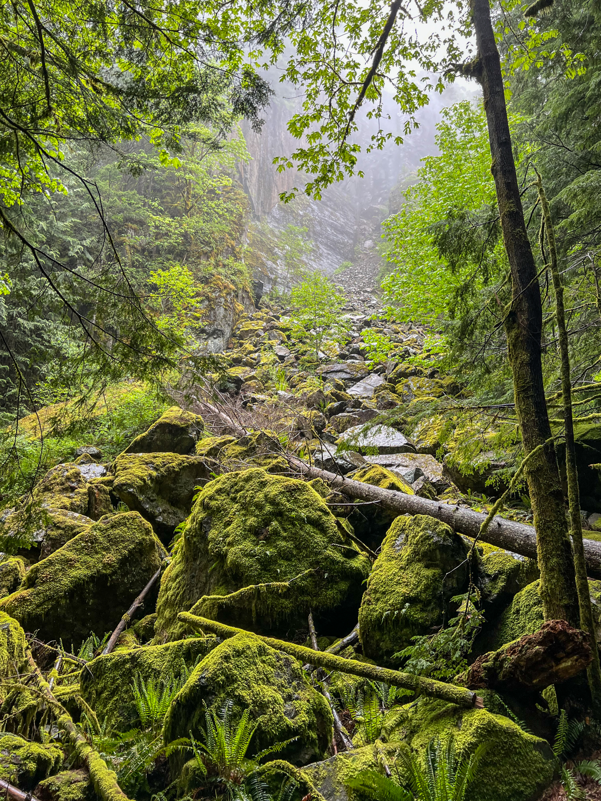 A lush, misty forest scene with large moss-covered boulders scattered across the forest floor. Towering trees frame the scene, and the distant view is shrouded in mist, creating a sense of depth and tranquility. Ferns and fallen branches add to the dense, green atmosphere of the forest.