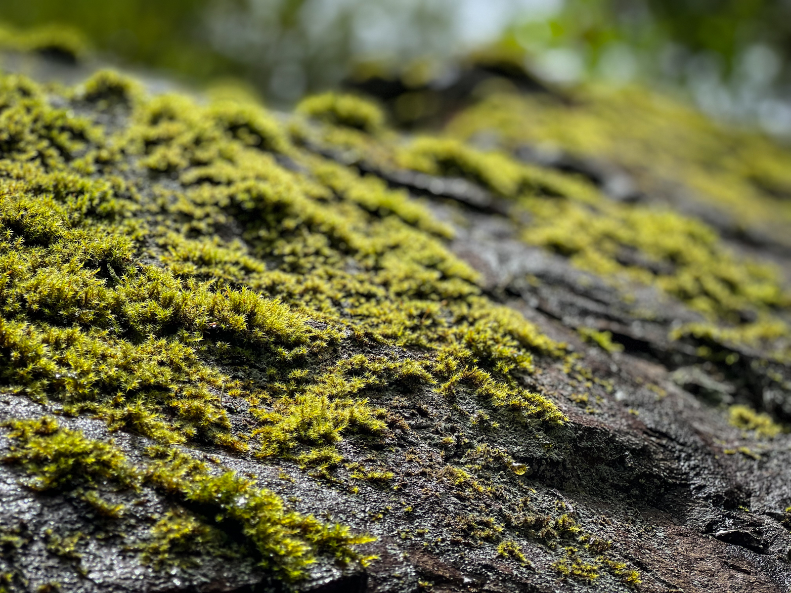 A close-up view of bright green moss growing densely on the surface of a dark, textured rock. The fine details of the moss create a soft, almost fuzzy appearance, with the background softly blurred, emphasizing the natural beauty of the moss-covered surface.