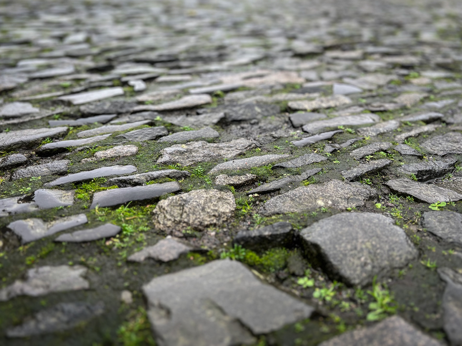 A close-up of old cobblestone pavement, with patches of green moss and tiny plants growing between the stones. The texture and uneven surface of the weathered stones are prominent.