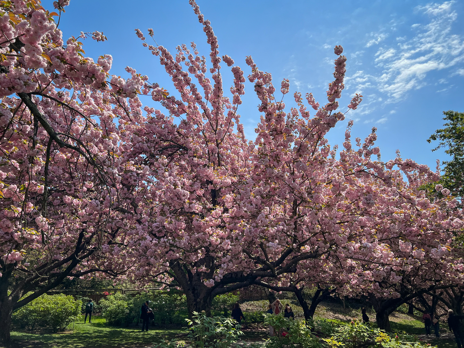 A vibrant springtime scene of cherry blossom trees in full bloom, with dense clusters of pink flowers spreading across the branches. The bright blue sky and patches of clouds provide a serene backdrop, while people walk underneath the canopy of blossoms in a sunlit garden.