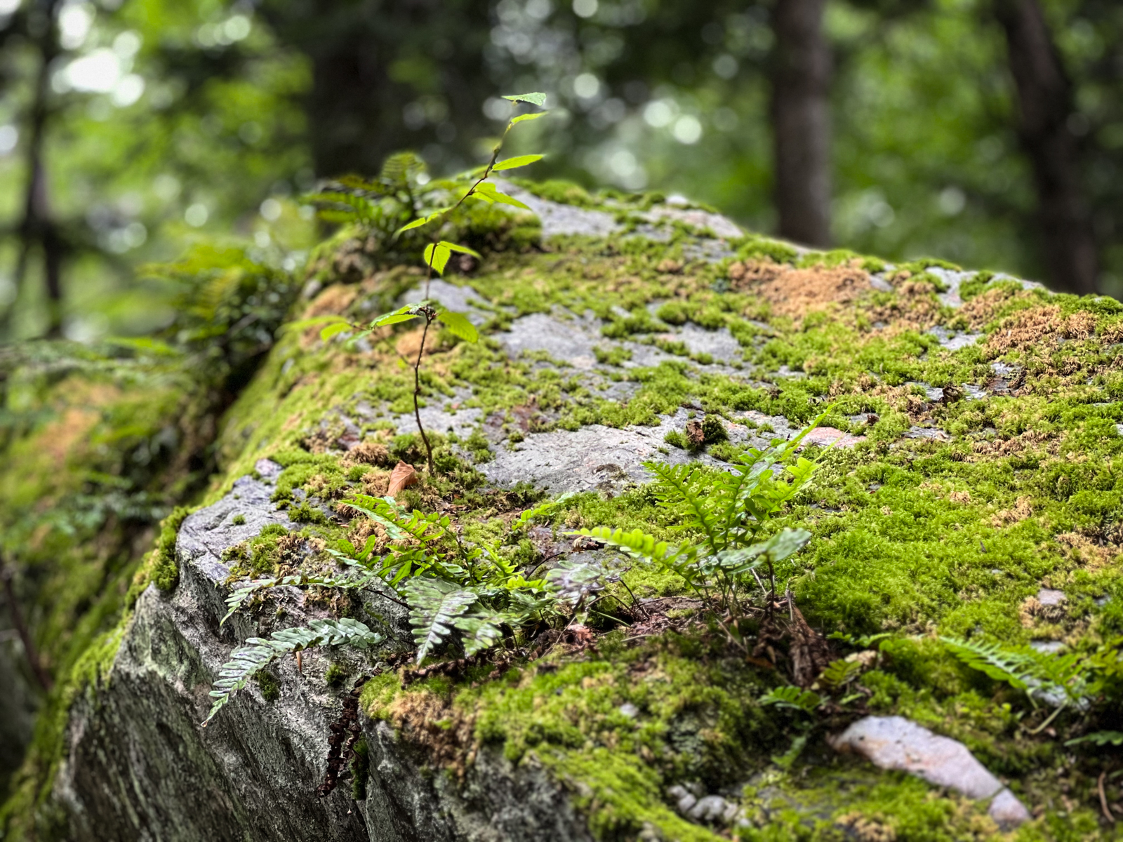 The photo captures a lush, green patch of moss covering a rock in a forest. Ferns and small plants are growing out of the moss, showing the vitality of life in this natural environment. The background is softly blurred, bringing focus to the intricate details of the moss and the new growth sprouting from it.