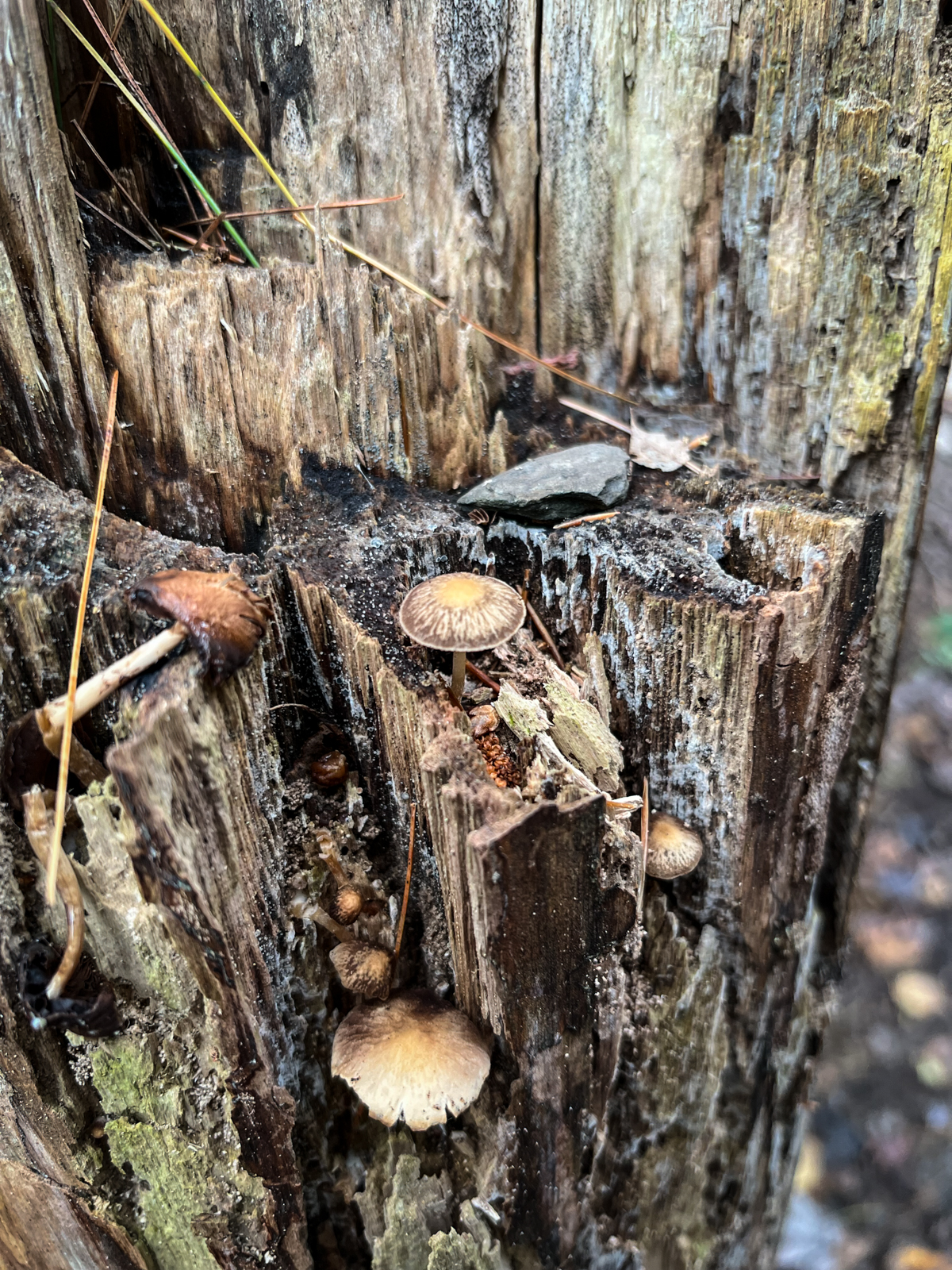 A cluster of small mushrooms growing out of a decaying tree stump, surrounded by moist wood and forest floor debris.