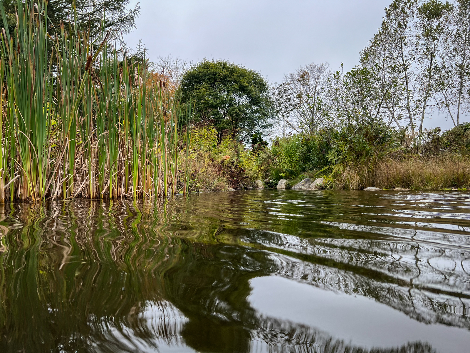 A tranquil pond surrounded by tall reeds and lush greenery. The reflection of the vegetation is mirrored in the still water.