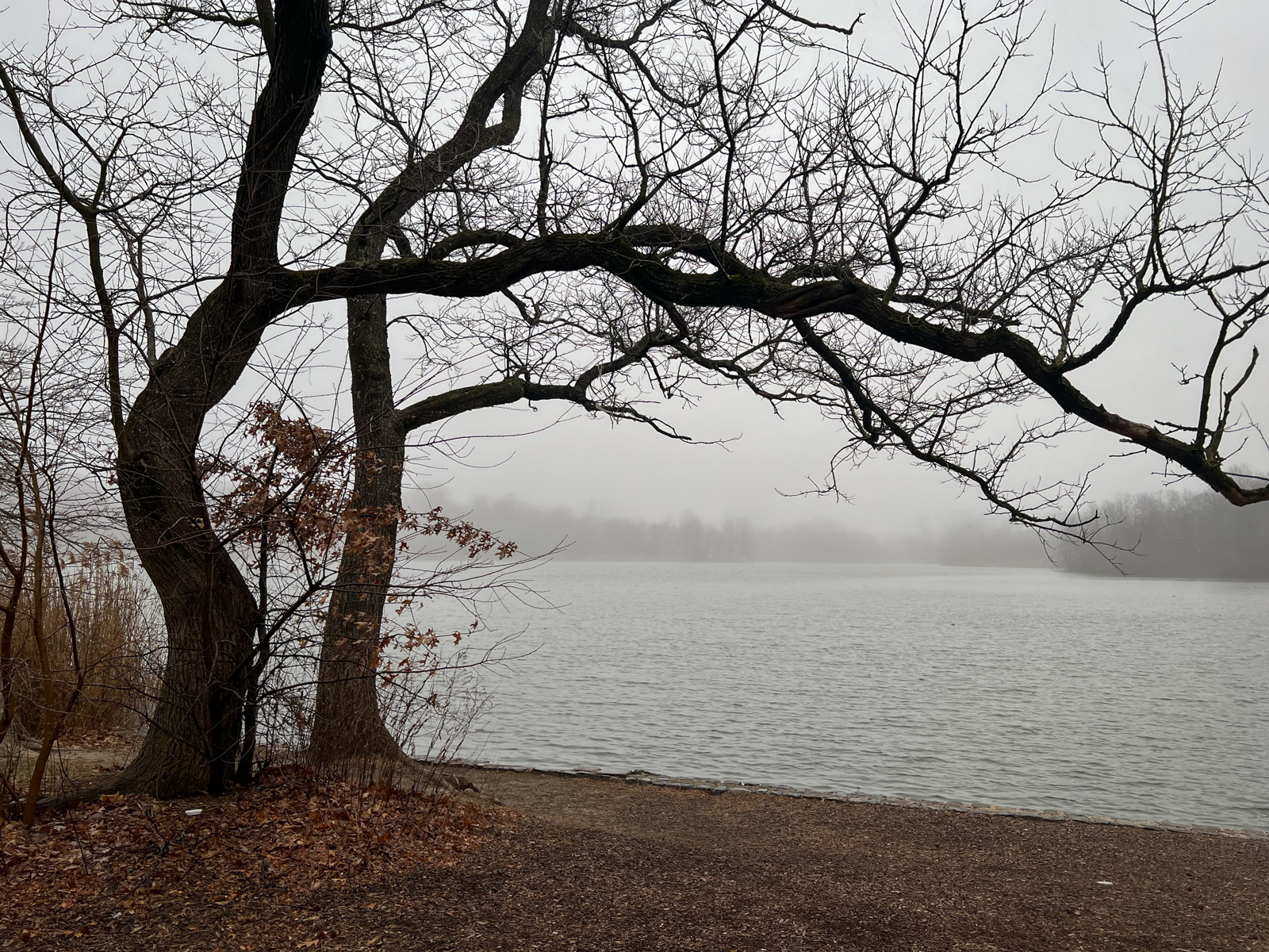 A quiet, foggy lake scene framed by bare, twisted tree branches in the foreground, with muted tones and leafless trees in the distance evoking a peaceful, wintry atmosphere.