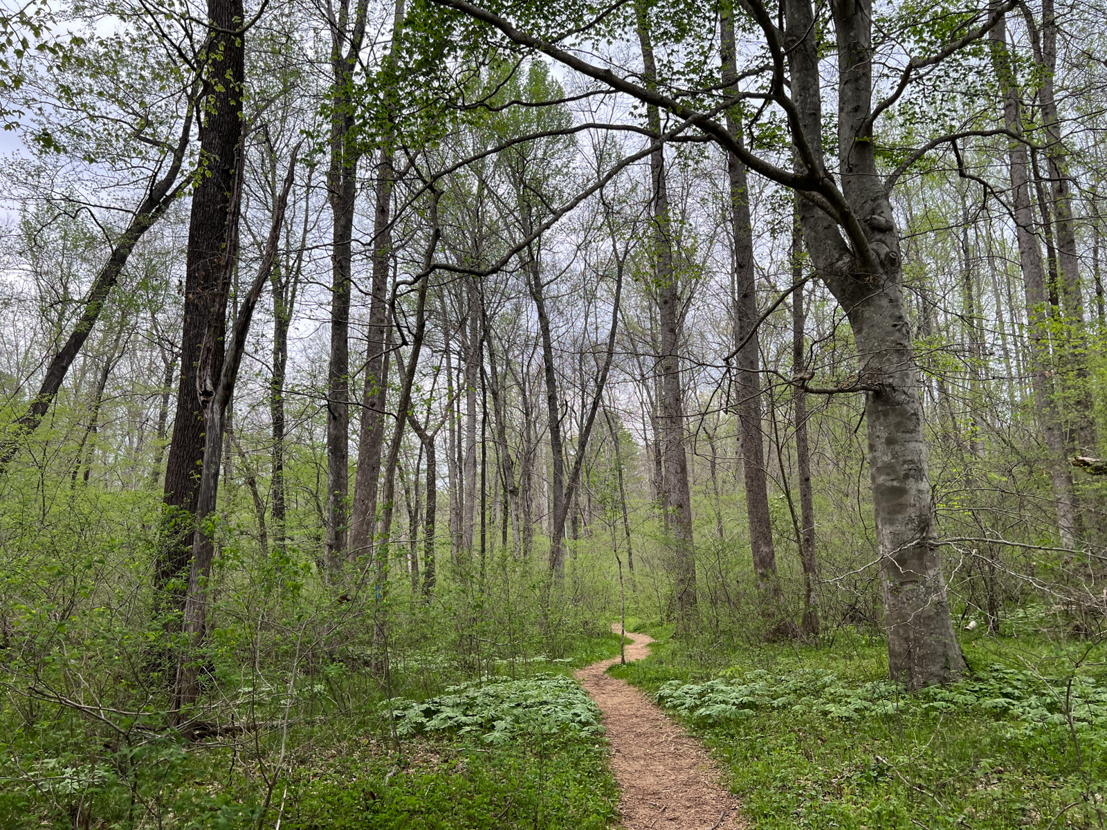 A narrow dirt path winds through a lush forest, flanked by tall trees just beginning to leaf out. The forest floor is covered in green undergrowth, and the canopy overhead is sparse with early spring foliage.
