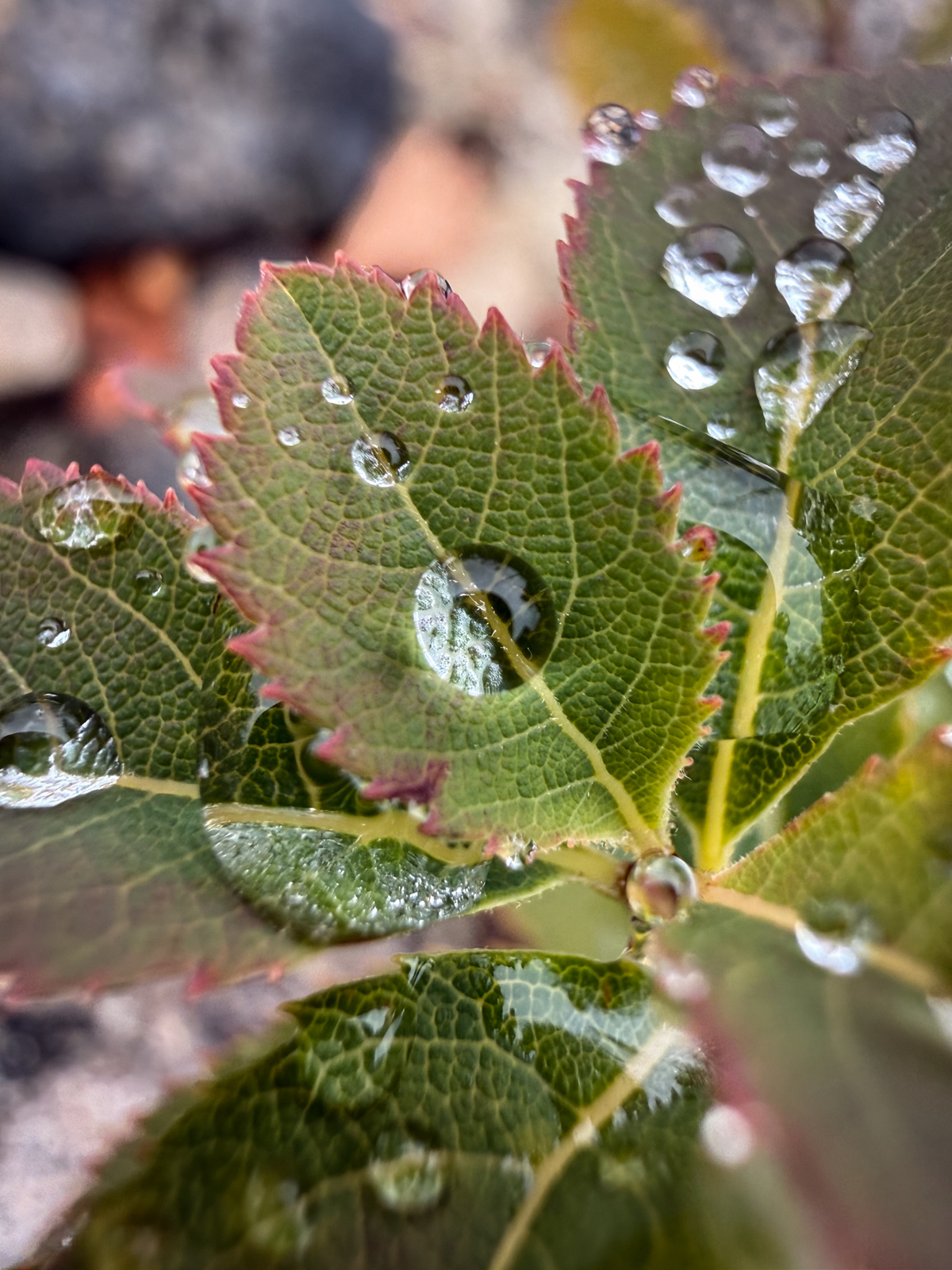 Close-up of a serrated green leaf with red edges, dotted with sparkling raindrops.
