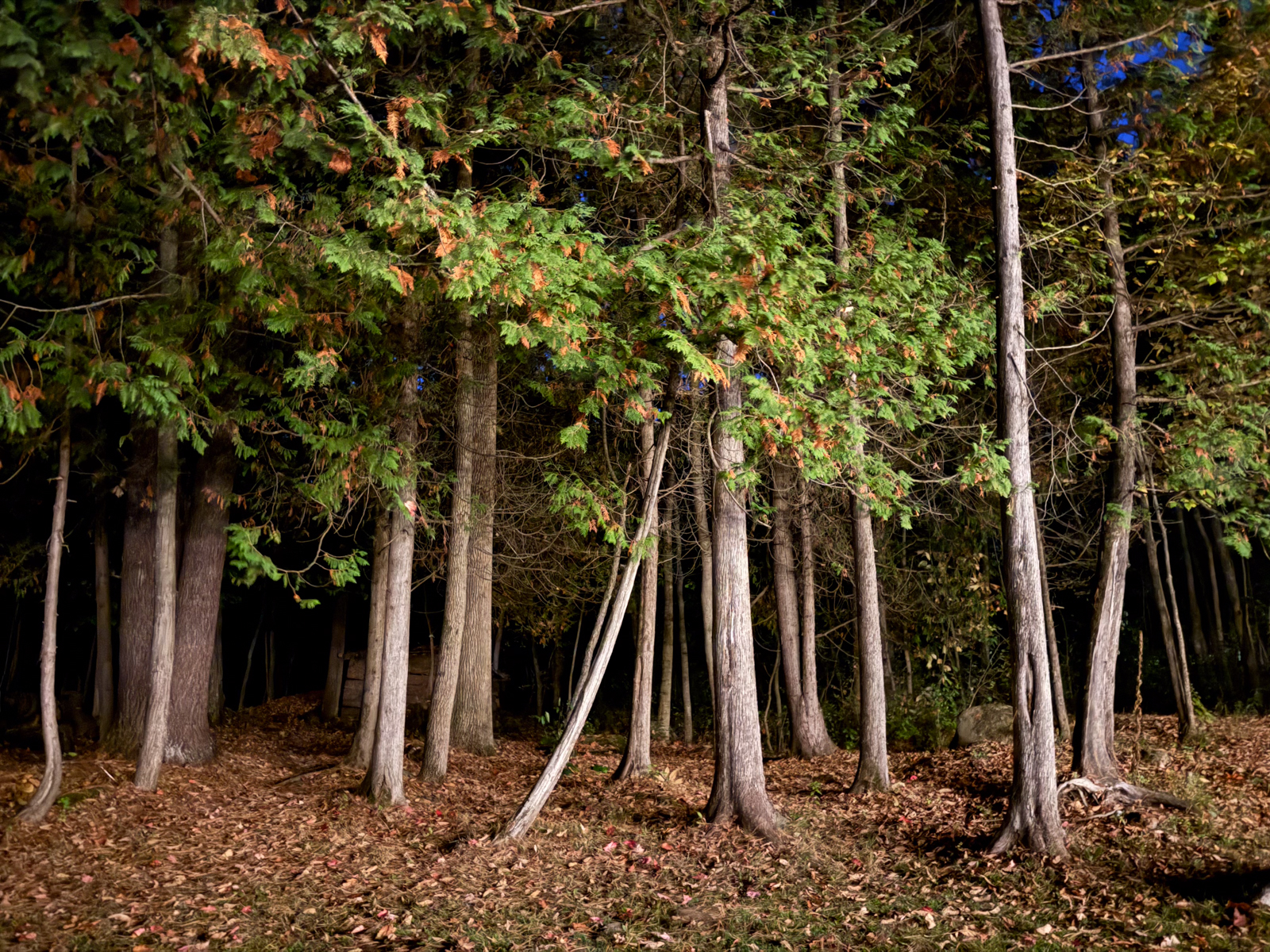 A stand of tall trees illuminated against the darkness, their green and brown leaves standing out above a ground of fallen leaves.